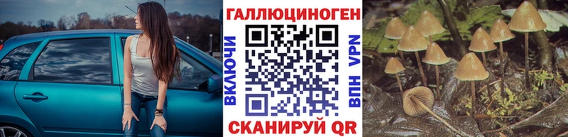 Псилоцибиновые грибы Psilocybe  Купить  Баксан 